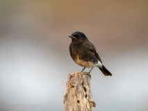Pied bush chat