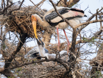 Painted storks