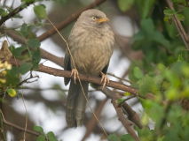 Jungle babbler