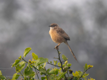 Common babbler