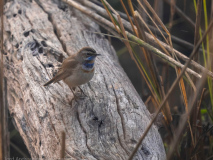 Bluethroat