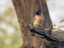 Red-vented bulbul