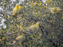 Yellow-footed green pigeon