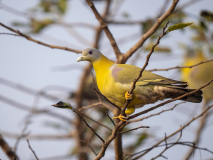 Yellow-footed green pigeon