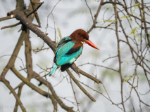 White-throated kingfisher