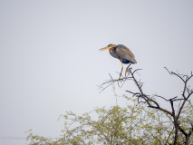 Purple heron