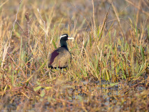 Bronze-winged jacana