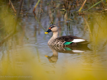 Indian spot-billed duck 