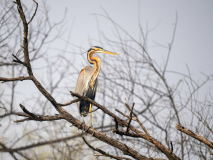 Purple heron