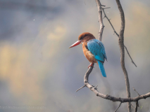White-throated kingfisher