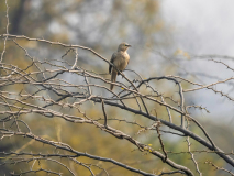 Large grey babbler
