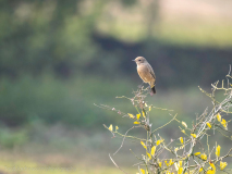 Pied bush chat