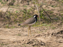 Red-wattled lapwing 