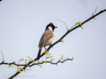 White-eared bulbul