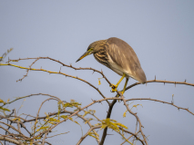 Indian pond heron