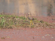 White-tailed lapwing