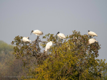 Black-headed ibis