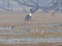 Black-necked stork