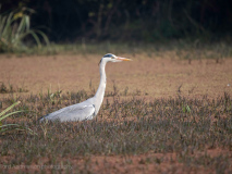 Grey heron
