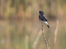 Pied bush chat