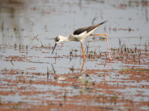 Black-winged stilt
