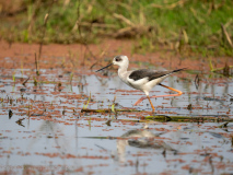 Black-winged stilt