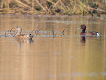 Ferruginous duck