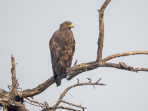 Greater spotted eagle