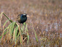 Bronze-winged jacana