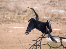 Oriental darter