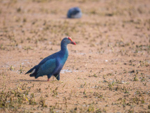 Grey-headed swamphen