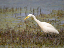 Intermediate egret