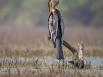 Oriental darter