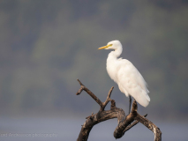 Cattle egret