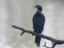 Little cormorant