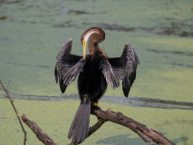 Oriental darter