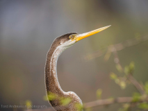 Oriental darter