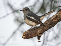 Oriental magpie-robin
