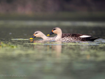 Indian spot-billed duck 