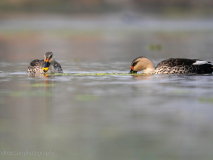Indian spot-billed duck 