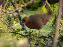 Ruddy-breasted crake