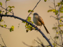 Ashy prinia