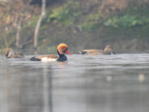 Red-crested pochard