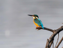Common kingfisher