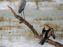 Oriental darter