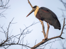 Wooly-necked stork