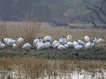Black-headed ibis