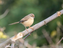 Plain prinia