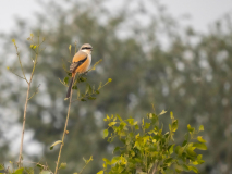 Long-tailed shrike