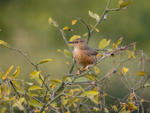 Common babbler